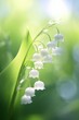 Lily of the Valley (Convallaria majalis) closeup with the green grass bokeh in the background, wild forest flowers with the buds in the shape of a bell
