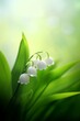 Lily of the Valley (Convallaria majalis) closeup with the green grass bokeh in the background, wild forest flowers with the buds in the shape of a bell