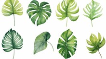 Set Monstera Leave Watercolor Painting For Cards, Wedding Invitation And Birthday Cards, Generative AI