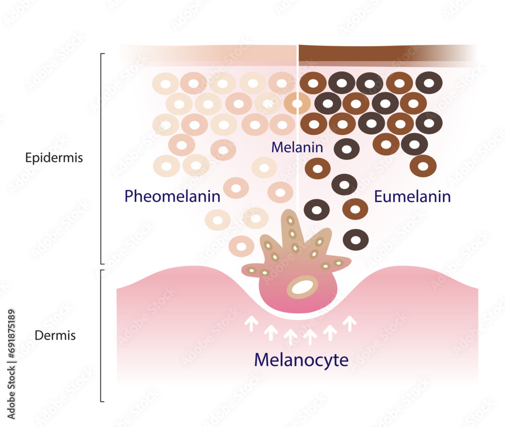The Mechanism Of Skin Pigmentation Vector Isolated On White Background The Mechanism Of Skin Pigmentation Vector Isolated On White Background