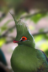 Wall Mural - Schalow's turaco (Tauraco schalowi) portrait. A green colored jungle bird with a red eye and a crest on its head.