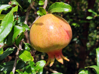 Wall Mural - ripe pomegranate growing on the tree