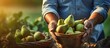 bitten pear and fresh pears in woman hands in garden farmer checks quality of the fruit harvest. Copy space image. Place for adding text