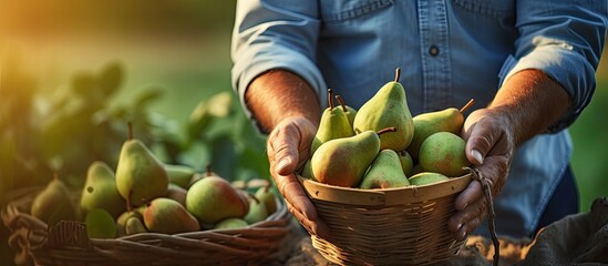 Poster - bitten pear and fresh pears in woman hands in garden farmer checks quality of the fruit harvest. Copy space image. Place for adding text