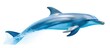 A surfacing common dolphin Delphinus delphis off the coast of Sao Miguel Azores. Copy space image. Place for adding text