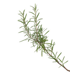 Canvas Print - Fresh green rosemary twig and leaves isolated, clipping path