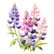 Purple pink lupin flower isolated on transparent background