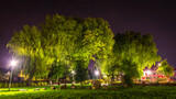 Fototapeta  - Podświetlone korony drzew nocą