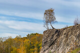 Fototapeta  - Drzewo na skale