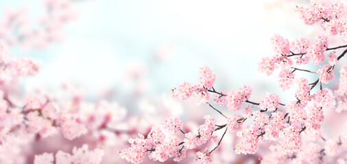 Aufkleber - Horizontal banner with sakura flowers of pink color on sunny backdrop. Beautiful nature spring background with a branch of blooming sakura. Sakura blossoming season in Japan