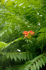 Canvas Print - trumpet creeper