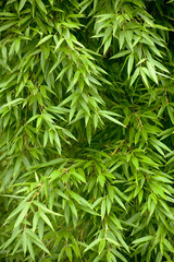 Poster - fresh bamboo leaves