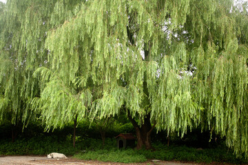 Canvas Print - willow and dog