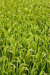 Canvas Print - rice field in summer