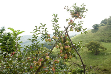 Canvas Print - apples on tree