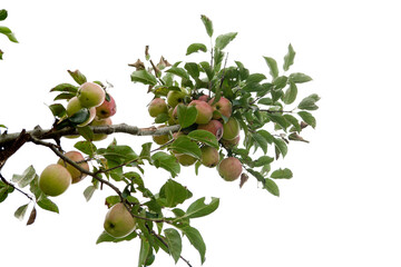 Canvas Print - apples on tree