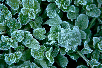 Canvas Print - frost on the grass