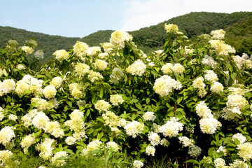 Poster - hydrangea in summer