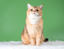 Thoughtful Cat Of The British Breed Of The Golden Chinchilla Color Sitting On A Rug Made Of White Faux Fur On A Green Background And Looking Up