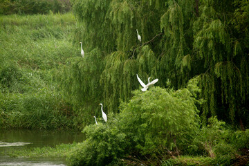 Poster - willow and egrets