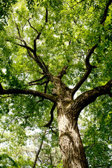 Sticker - oak tree in summer