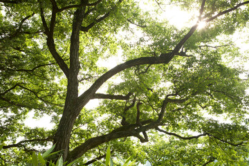 Wall Mural - oak tree in summer