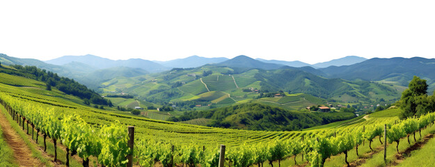 Vineyards among majestic green hills and mountains, panoramic view, cut out