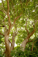 Wall Mural - branches and leaves of the hackberry tree