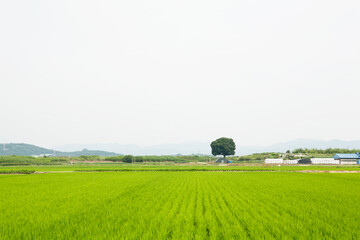 Sticker - a rural landscape with hackberry