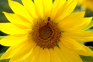 Wall Mural - Sunflower and honeybee