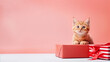  one little red kitten with gift boxes on a pink background