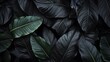 © Ziyan - Textures of abstract black leaves for tropical leaf