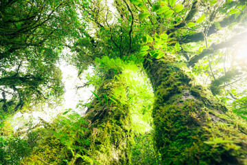 Wall Mural - green tree forest with sunlight through green leaves. natural carbon capture and carbon credit conce