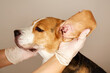 A veterinarian checks the ears of a beagle dog. Pet care. Examination of the dog at the veterinary clinic.