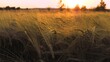 Sun-kissed rye field rustles as gentle wind caresses golden stalks. Golden farm field of rye under rays of sunset. Golden rye stalks gently ripple in summer breeze creating tranquil sight