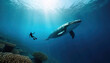 Gray whale underwater approaching a scuba diver in the deep blue sea waters. Panorama with copy space.