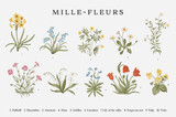 Fototapeta Storczyk - Millefleurs. Set. Vintage vector botanical illustration.