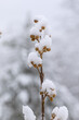 Vom Schnee bedeckt sind die Knsopen der Paulownie