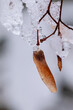 Heftiger Schneefall und Frost überraschen den Ahornbaum
