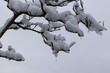 Schwerer Schnee und heftiger Frost hüllen die Magnolie ein