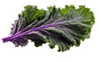 Stunning Sweet Purple Kale Leaf on White or PNG Transparent Background.