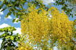 Cassia fistula, yellow flower, from which the water is used to make a folk medicine.