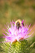 Honeybee on the pink flower of a curly thistle or Carduus crispus, the curly plumeless thistle or welted thistle