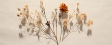 Aesthetic Minimalist Autumn Floral Card, Dried Meadow Wild Flower On Neutral Beige Linen Background 
