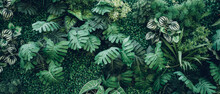 Close Up Group Of Background Tropical Green Leaves Texture And Abstract Background. Tropical Leaf Nature Concept.