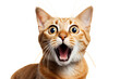 Studio portrait of funny and excited cat face showing shocked or surprised expression isolated on transparent png background.