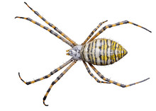 Banded Garden Spider (Argiope Trifasciata), Isolated, Transparent Background