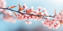 Tree Branch Blossom In Spring Banner
