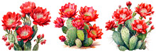 Set Of Watercolor Round Shaped Cactus With Red Flowers At The Top, Isolated On Transparent Background