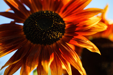 Wall Mural - Red sunflower decorative in the garden against the background of sunlight